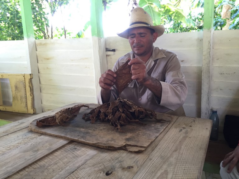 Tobacco farmer rolling a cigar in Viñales
